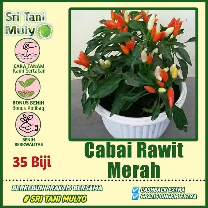 Cod - 35 Benih Biji Bibit - Cabe Rawit Setan Ori 212 F1 - Repack