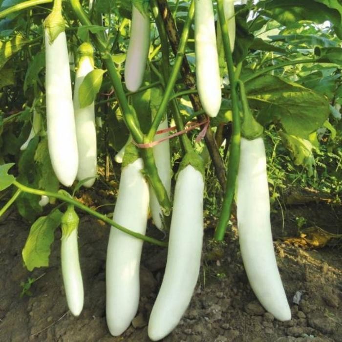 Cod - 25 Biji - Benih Terong Putih Unggul Pulus - Bibit Sayuran Benih Sayuran