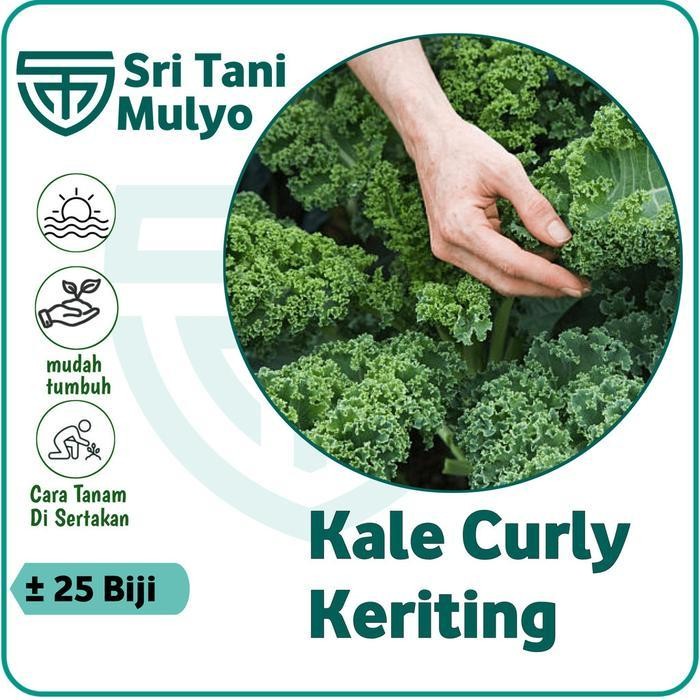 [Cod] - 25 Biji - Benih Bibit Kale Gruner / Kale Kriting Import - Bibit Sayuran Benih Selada Pakchoy