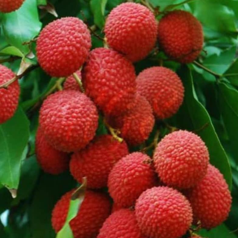 Bibit Leci Merah Tanpa Biji / Leci Com Tanpa Biji