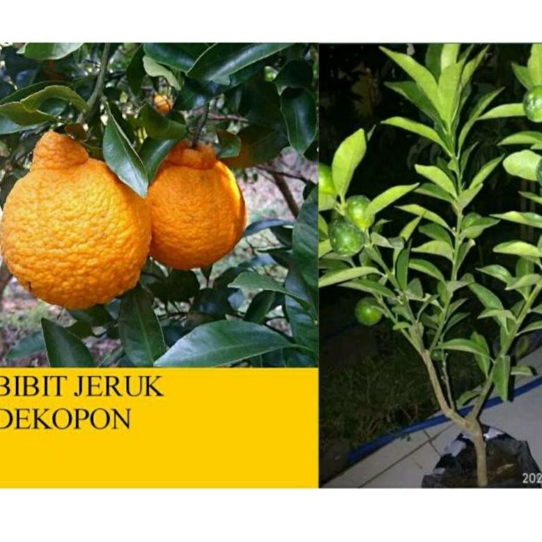 Bibit Jeruk Dekopon Super
