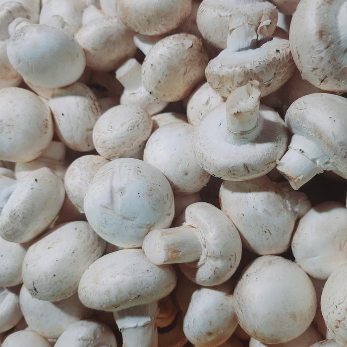 

LS jamur champignon 1 kg
