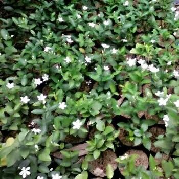 

LS Tanaman hias melati yasmin atau jasmine