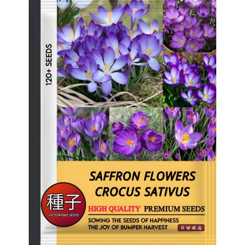 1 Pak (120 Butir) Benih Bunga Saffron Kemasan Import Original 100%  / Benih Tanaman