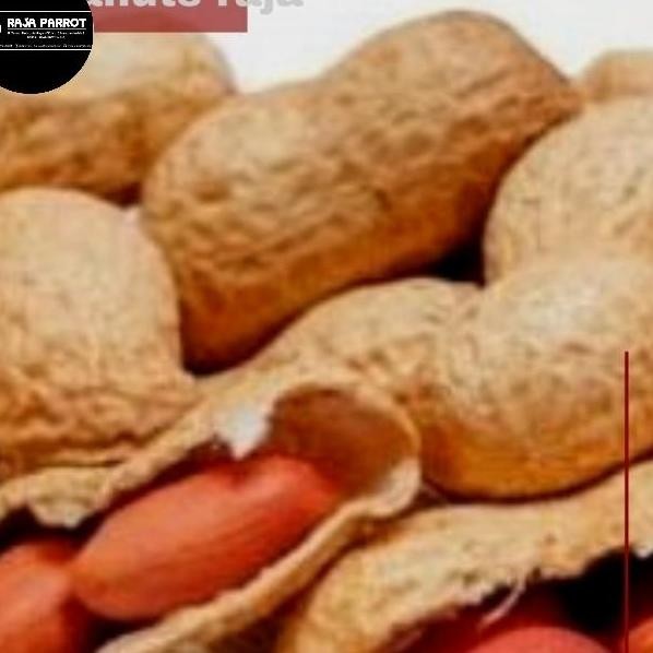 

Roasted Peanuts Seeds Kacang Tanah Untuk Burung