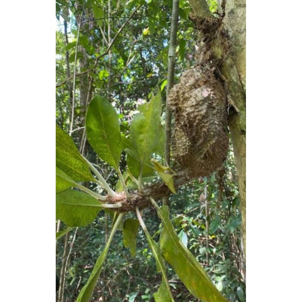 sarang semut lecanopteris mermecodia