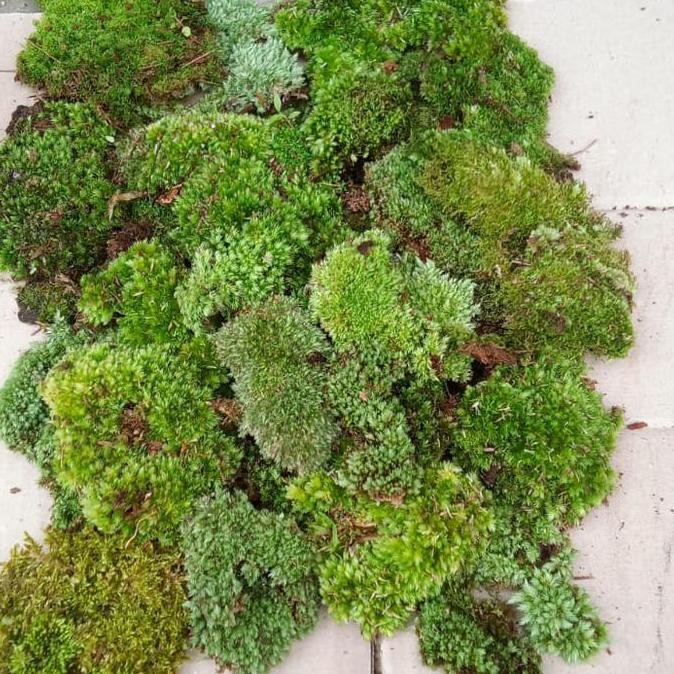 media tanam lumut / moss 1kg
