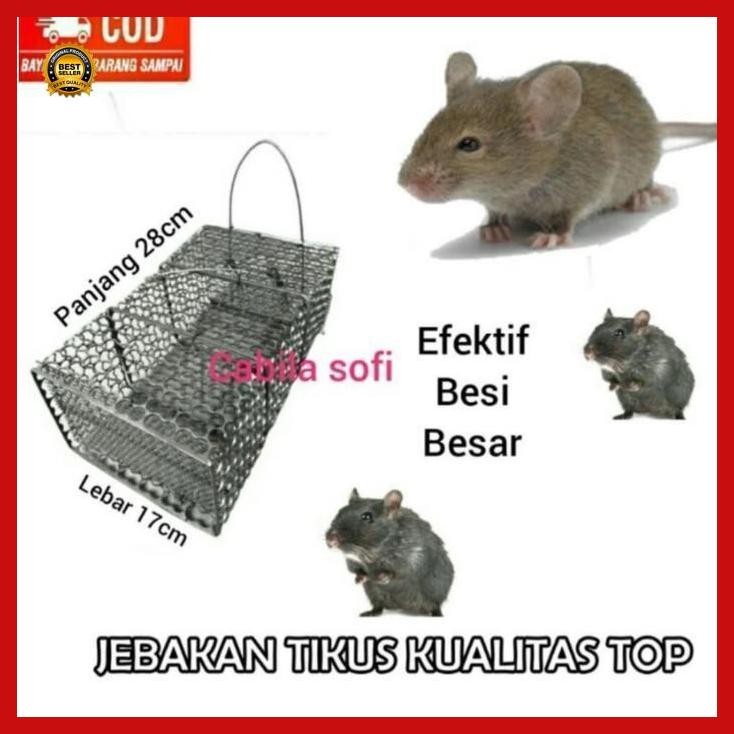 Best - [Termurah] Perangkap Tikus Besi / Jebakan Tikus / Perangkap Musang Gas