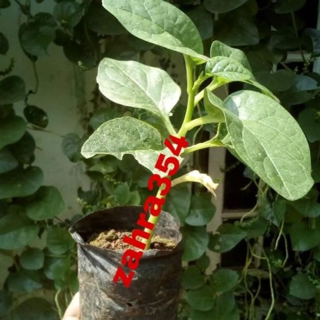 PREMIUM Harga promosi BIBIT BUAH ANGKUNG SUDAH BERBUAH // TANAMAN ANGKUNG //