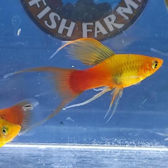 Ikan Platy Hawai/ Variatus Cendrawasih