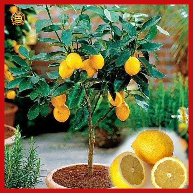 

(Best Saller) Bibit Tanaman Buah Jeruk Lemon Impor Segar Bestseller