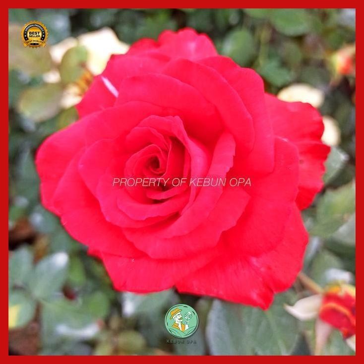 (Termurah) Tanaman Bunga Mawar Merah Tanaman Hias Hidup Mawar Merah Berbunga Bestseller