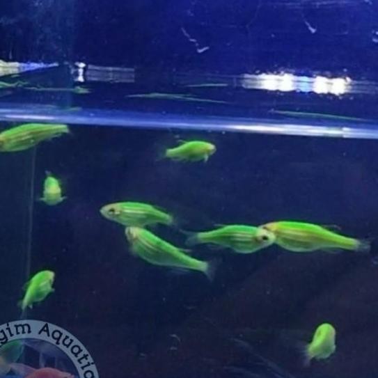 Ikan Zebra Danio Hijau Pink Violet Biru Green Apple Aquascape