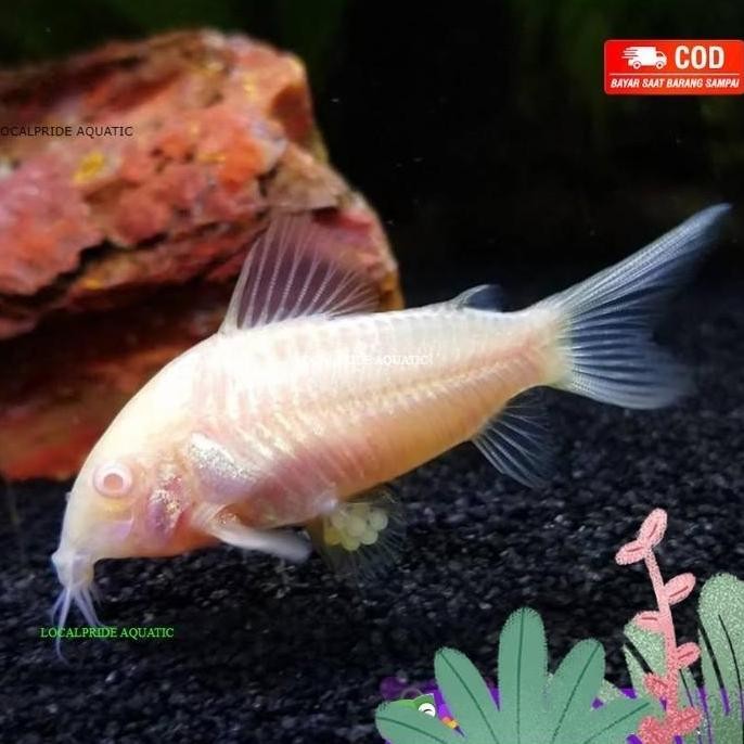 Corydoras Albino / Algae eater / Algaeater / Pembersih Aquascape