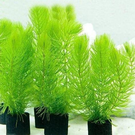 ganggang hijau Tanaman air aquascape