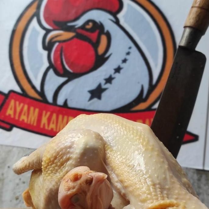 

AYAM KAMPUNG EXTRA LARGE (muda)