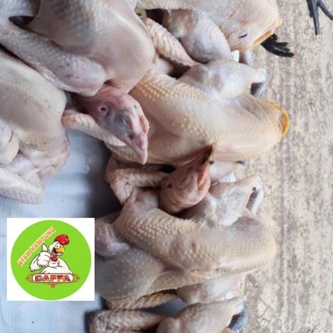 

Ayam Kampung Fresh Medium( super)850 gr - 950 gr