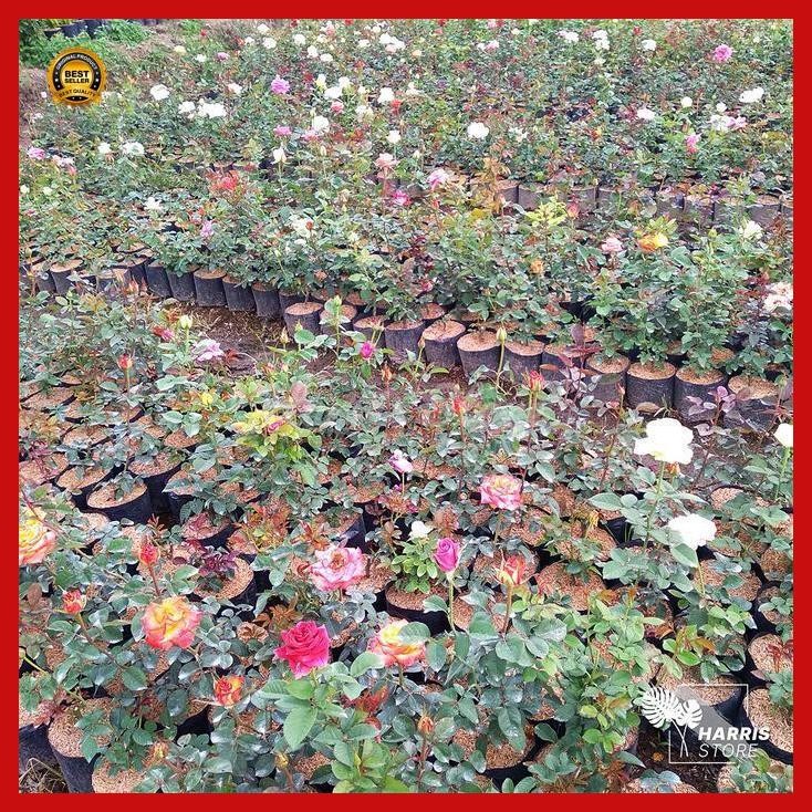 (Termurah) Tanaman Bunga Mawar Hidup Berbunga / Tanaman Hias Bunga Mawar Asli ( Bestseller