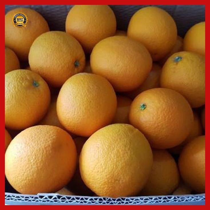 

(Termurah) Bibit_Jeruk_Sunkist_Manis_California_Biji Bestseller