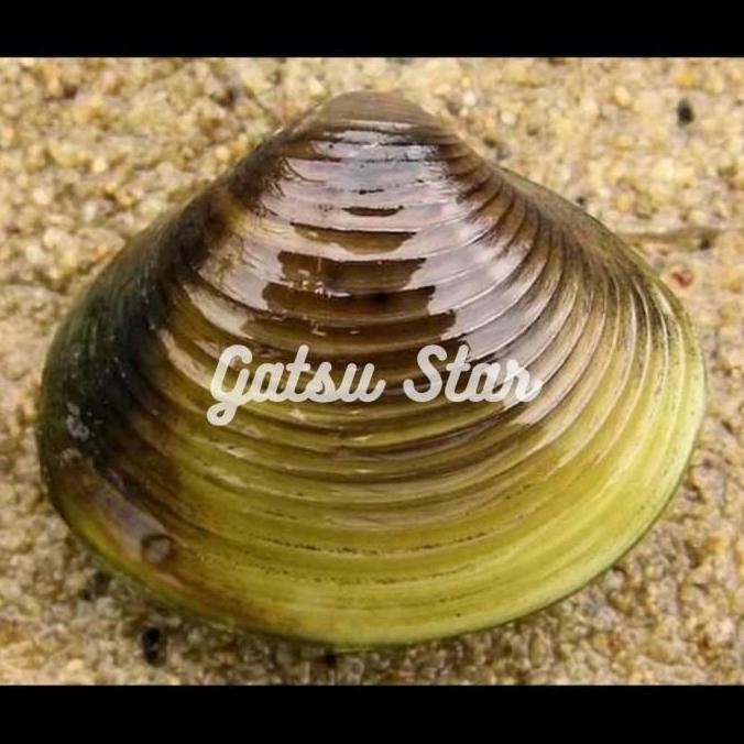 Kerang Filter Aquascape Hidup