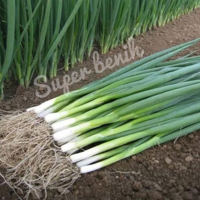 100 Biji - Benih Daun Bawang FRAGRANT dataran rendah