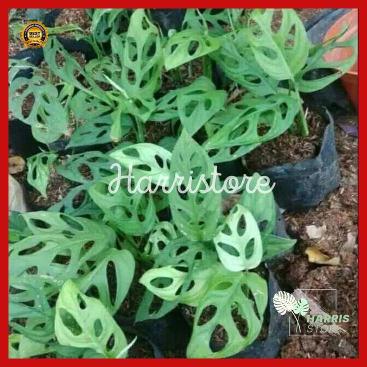 (Best Saller) Bibit Tanaman Hias Indoor Janda Bolong Monstera Acuminata Asli Bestseller