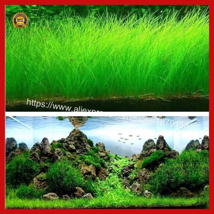 (Diskon) Bibit Benih Rumput Air Dekorasi Aquarium Tanaman Hias Aquascape Bestseller