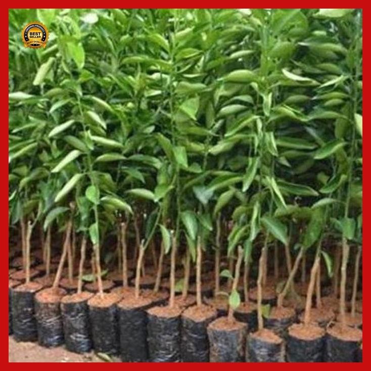 

(Ready) Promo ! Tanaman Bibit Jeruk Keprok Batu 55 Jeruk Unggulan Bestseller