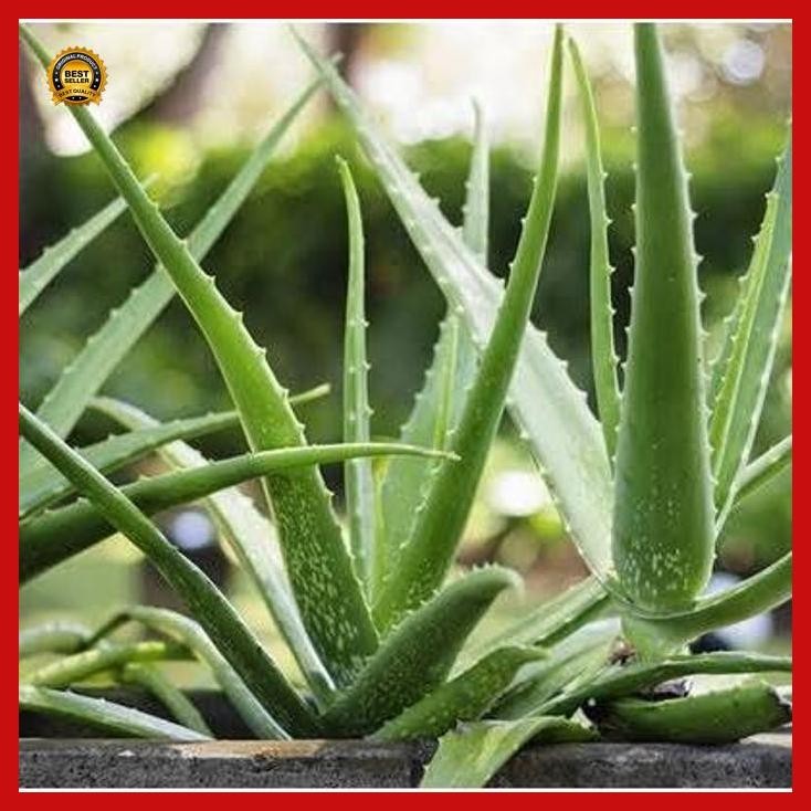 (Ready) Bibit Lidah Buaya Kalimantan Ukuran Kecil - Jumbo Bestseller
