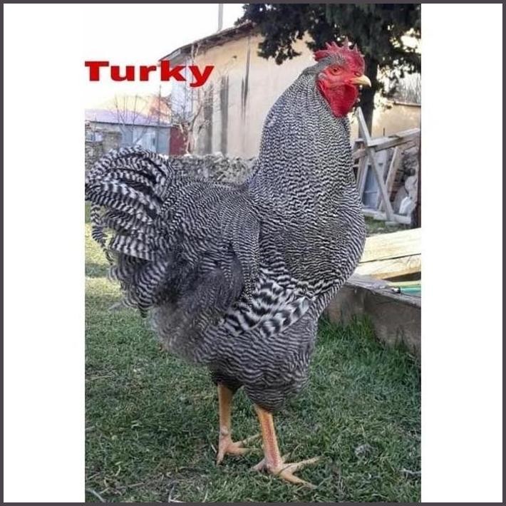 

FRESHH TELUR FERTIL AYAM PETELUR HANDAL BARRED ROCK ORI UNTUK DI TETASKAN TERBARU