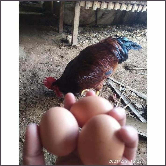 

FRESHH TELUR AYAM RHODE ISLAND RED(RIR) PETELUR HANDAL UNTUK DI TETASKAN TERBARU