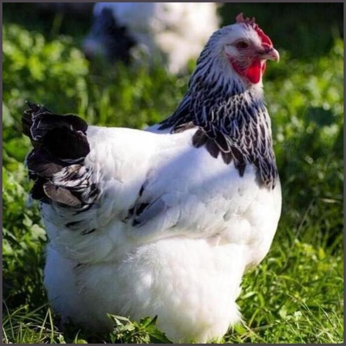 

FRESHH 100% TELUR TETAS AYAM PETELUR LIGHT SUSSEX PURELINE - TERBARU