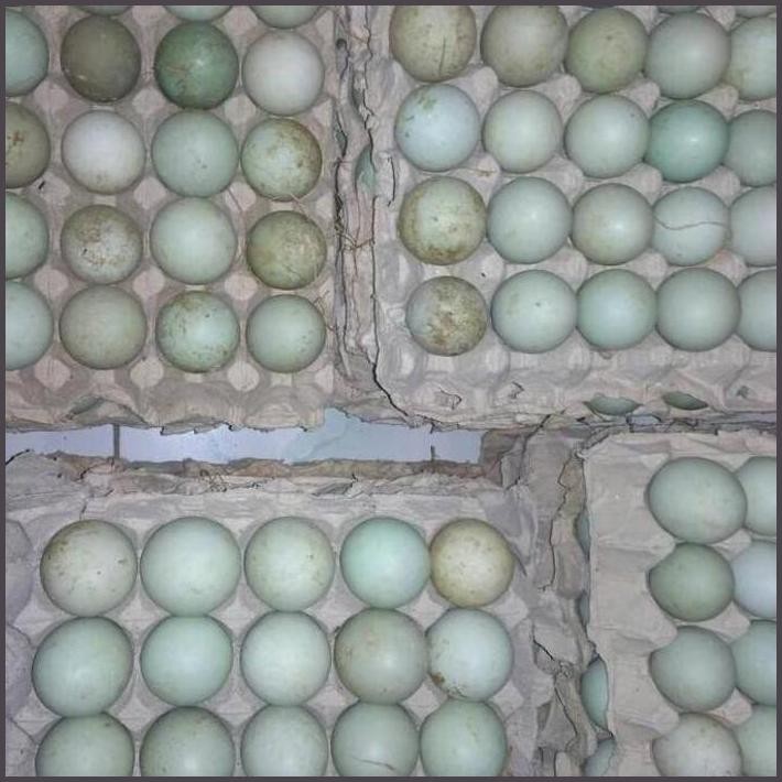 

FRESHH TELUR BEBEK TETAS @1800 TERBARU