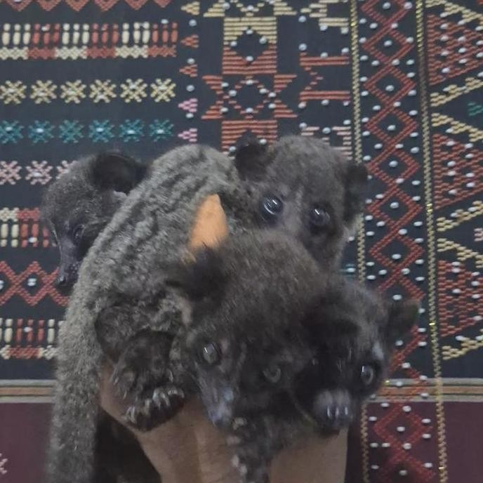 Musang Akar Borneo Hasil Breed