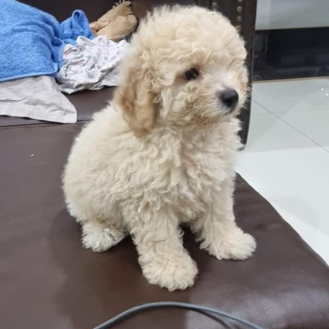 anjing puddle toy ( anakan )