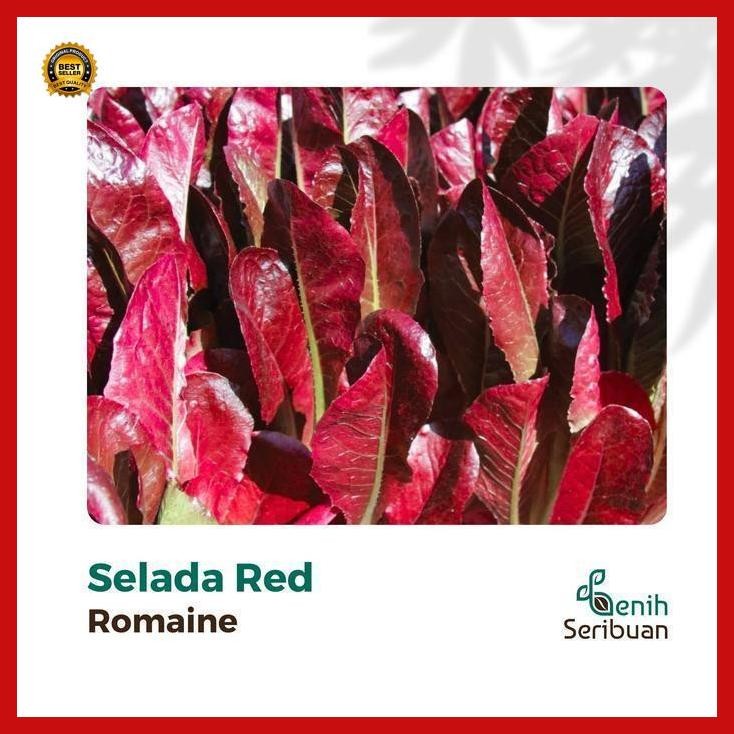 (Terbaru) 100 Benih Selada Red Romaine Merah Bibit Sayuran Lettuce Romain Super Bestseller