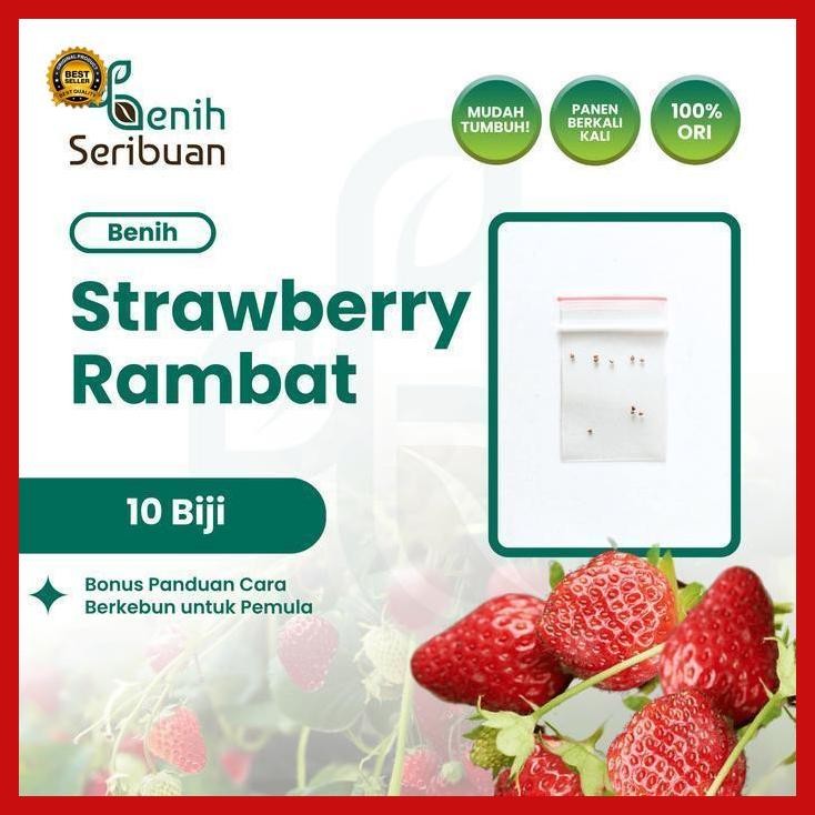 (Diskon) 10 Benih Strawberry Rambat Import Benih Buah Stroberi Manis Unggul Bestseller
