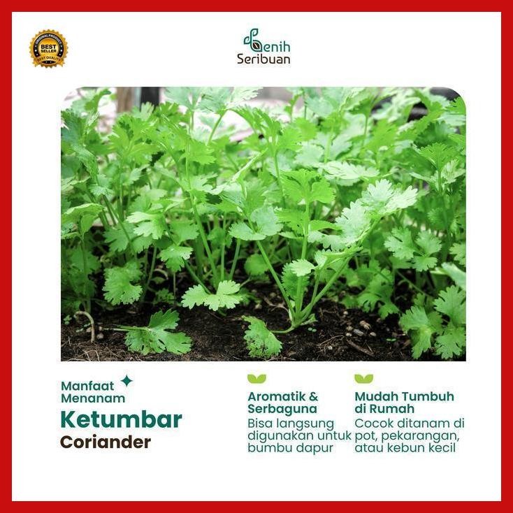(Promo) 25 Benih Ketumbar Coriander Favor Bibit Sayuran Known You Seed Import Bestseller