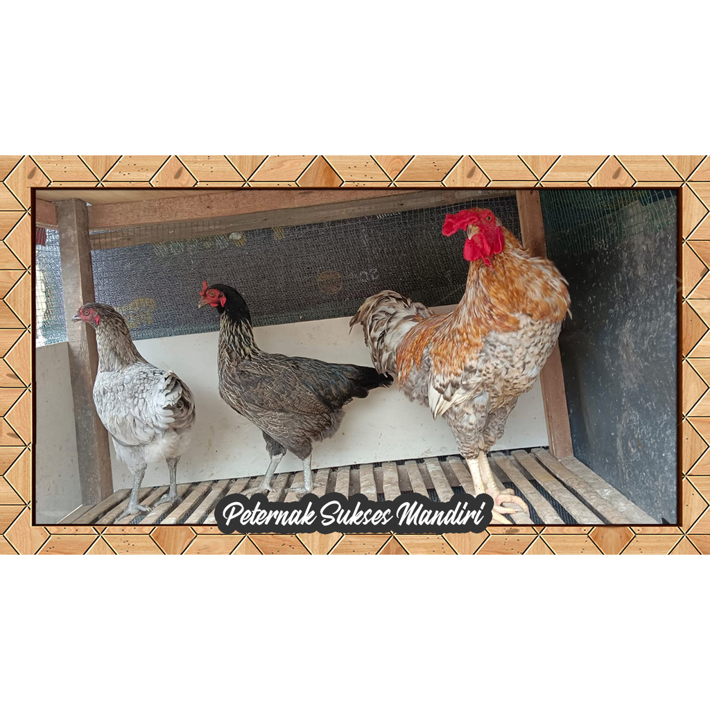 Paket Telur Tetas Ayam KUB