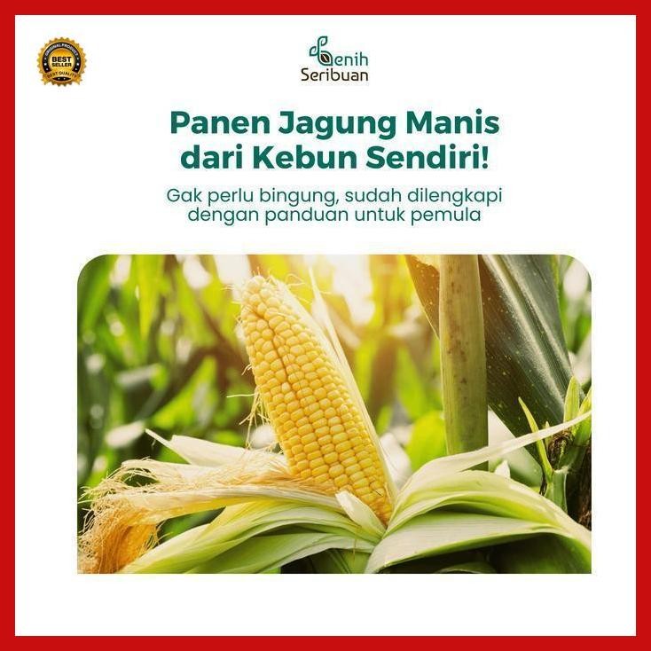 (Termurah) Benih Jagung Manis Unggul - Benih Sayuran Seribuan Bestseller