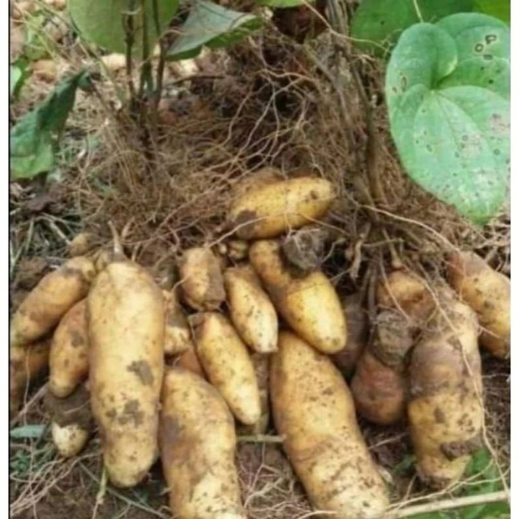 Bibit umbi gembili / tanaman umbi gembili / tanaman gembili beli 5 gratis 1 bibit