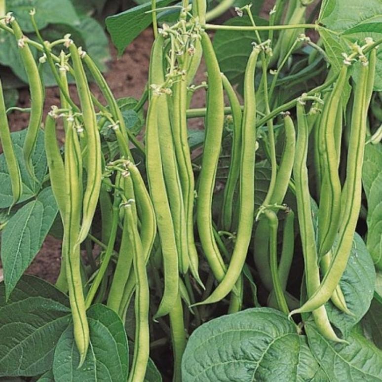 Kemasan Original 500 Butir Benih Buncis Tegak Baby Kenya (Tanpa Lanjaran) Import
