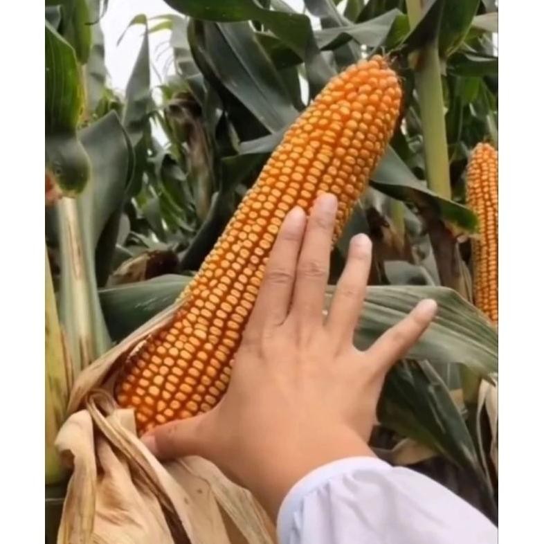Ripack 1Kg Biji/Benih Jagung Raksasa Jepang