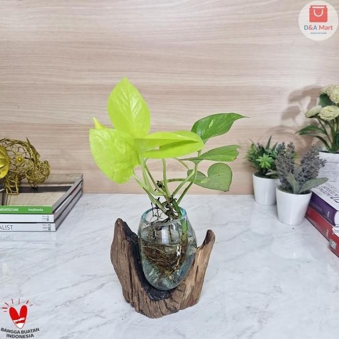 TERLARIS - Vas Kaca Tiup Akar Kayu Kecil Pot Kaca Glass Wood Terrarium Home Decor