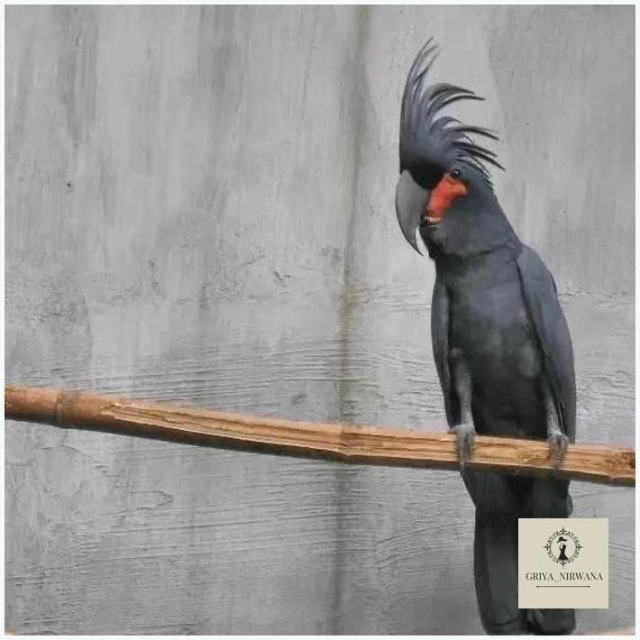 

NEW TELUR MACAW RAJA HITAM FERTIL ORIGINAL TERBAIK