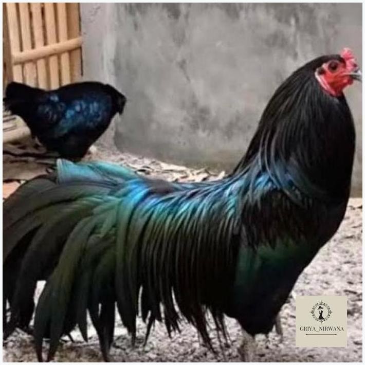 

NEW TELUR FERTIL AYAM BLACK SUMATRA LARGE UNTUK DITETASKAN TERBAIK