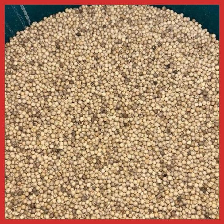 

PROMO LADA MERICA PUTIH BANGKA ASLI 500GR [BUTIRAN / BUBUK] GRADE A PREMIUM | 100% MURNI TANPA CAMPURAN [BUMBU OLAHAN MAKANAN]