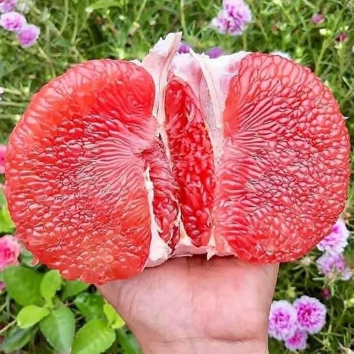 BISA BERBUAH DI POT bibit pohon jeruk merah bali bagus kualitas unggul siap tanam Super Cepat Berbua