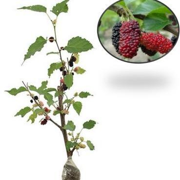 tanaman bibit buah murbei (sudah berbuah)