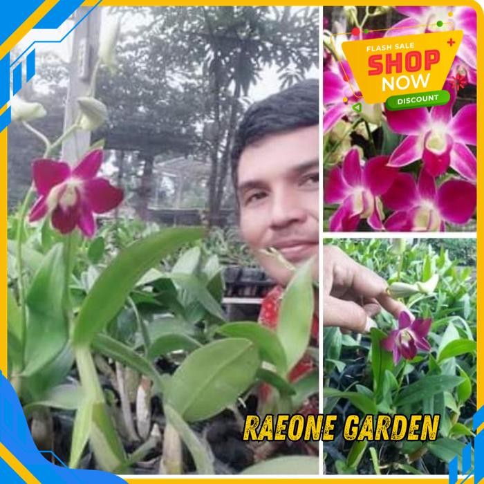 BUNGA ANGGREK DENDROBIUM SONIA SPIKE KENOP GRATIS ONGKIR